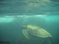 Tortoise - Underwater Galapagos 2010 -DSCN5266